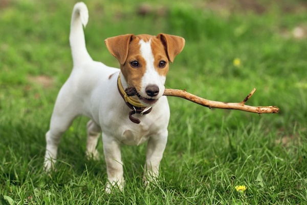 jack russell terrier