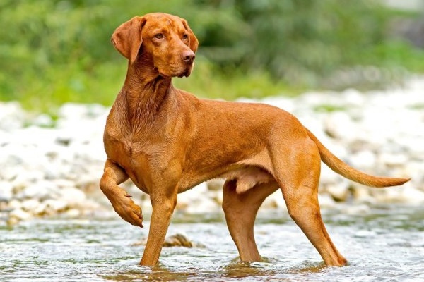 vizsla