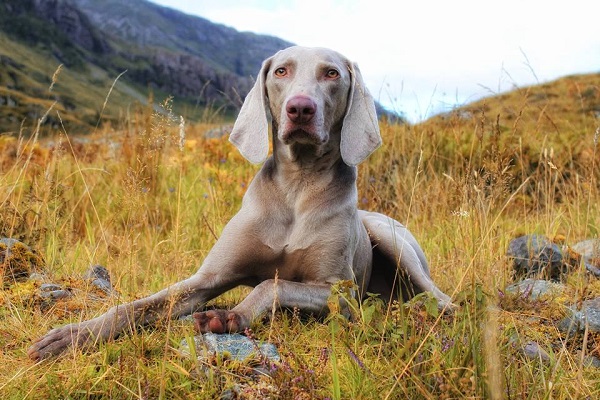 weimaraner o bracco di weimar