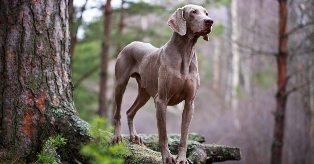 Razze di cani energici: i più sportivi e avventurosi