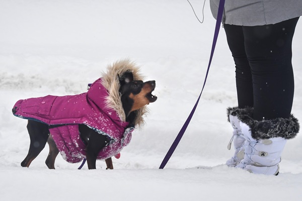 pinscher col cappotto