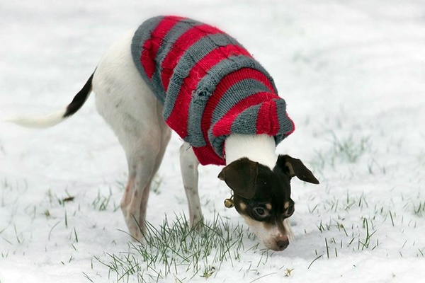 rat terrier