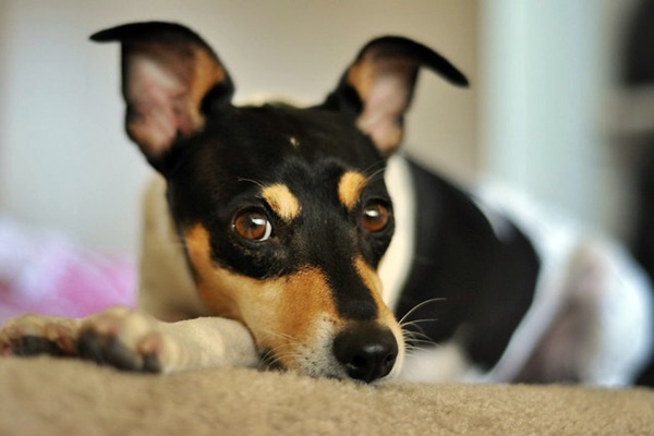 toy fox terrier