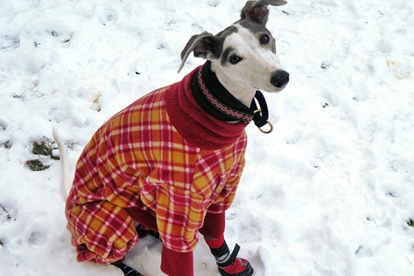 whippet