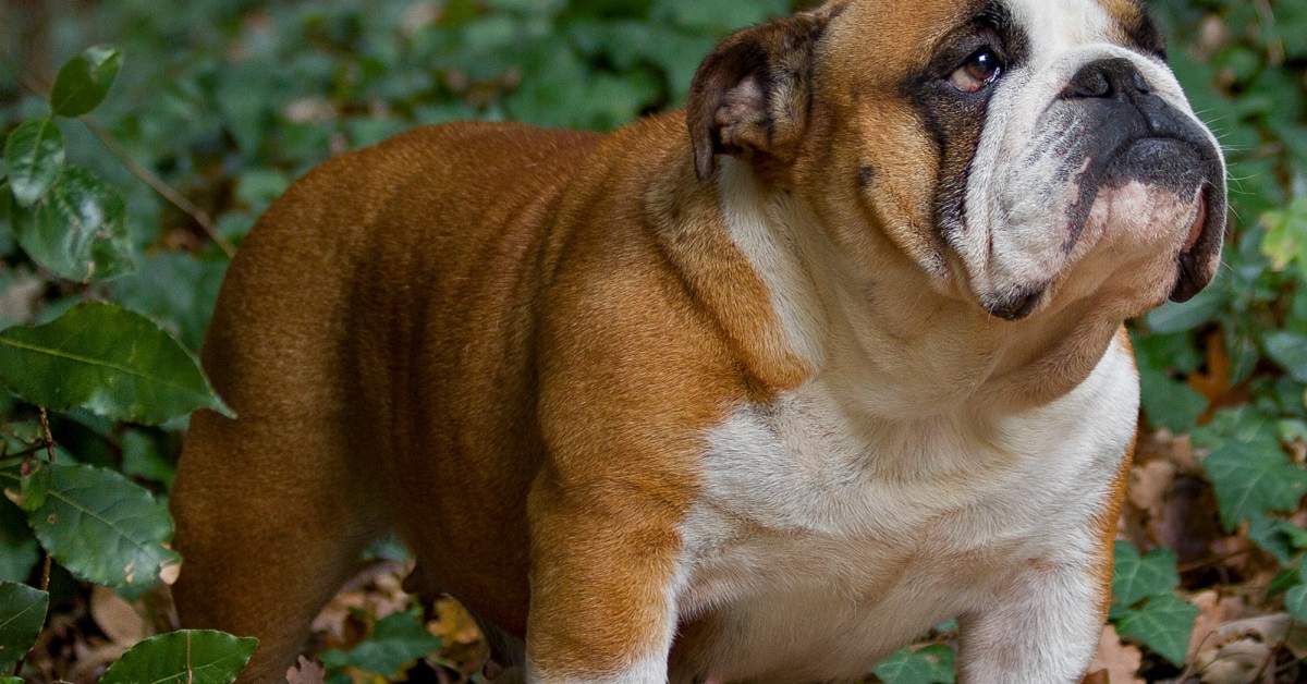 Cani goffi: ecco le razze (apparentemente) più buffe e sciocche