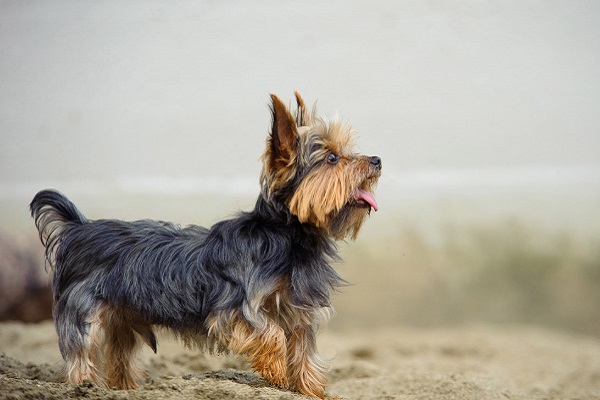 yorkshire terrier cane