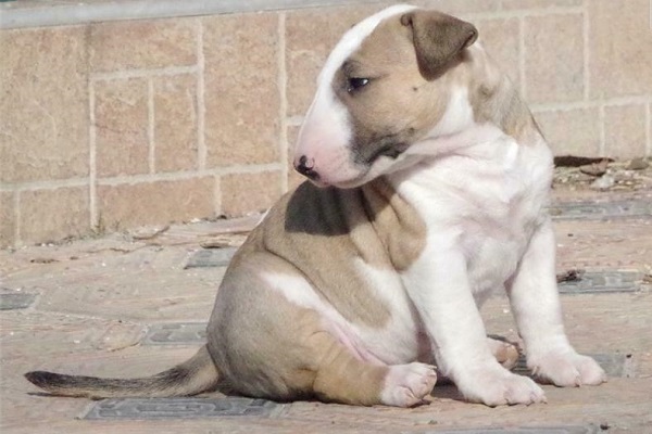 cane Bull terrier in miniatura