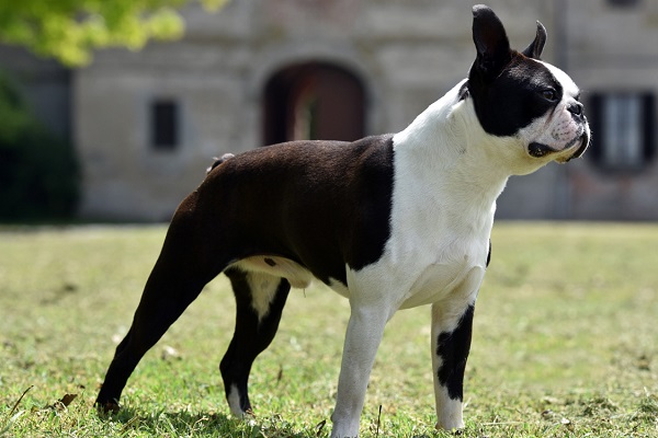 boston terrier cane