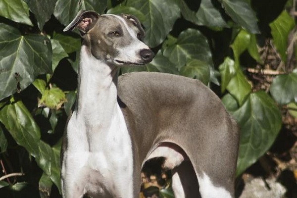 cane piccolo levriero italiano