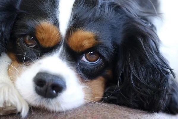 Cavalier king charles spaniel cane