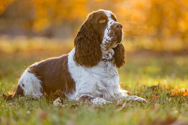 Cocker spaniel cane