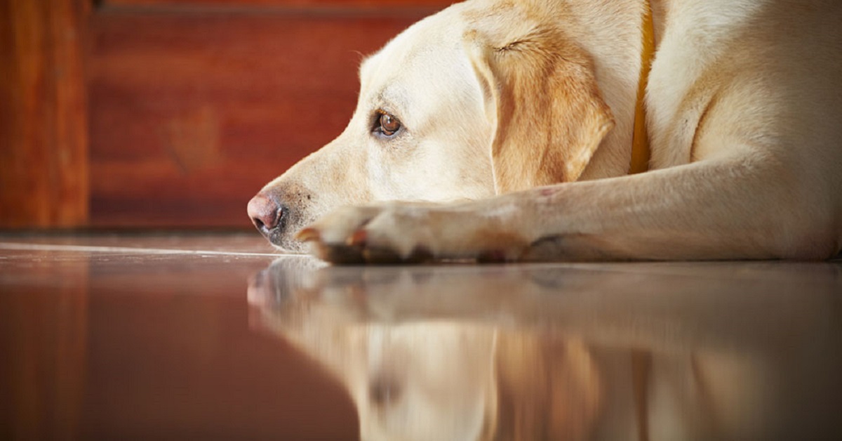 Razze di cani inclini all’ansia da separazione: ecco quali sono
