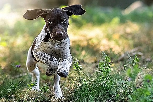 Puntatore tedesco a pelo corto cane 