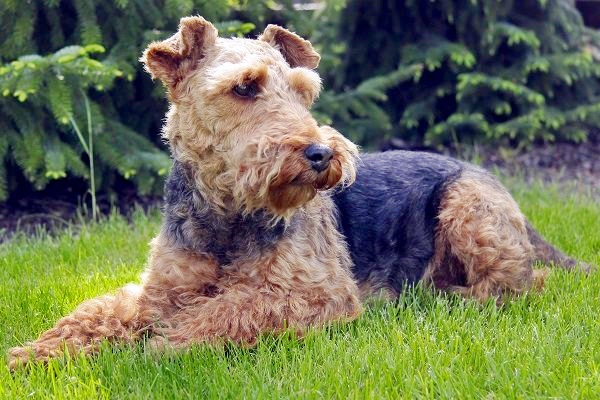 welsh terrier