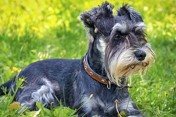 schnauzer nano