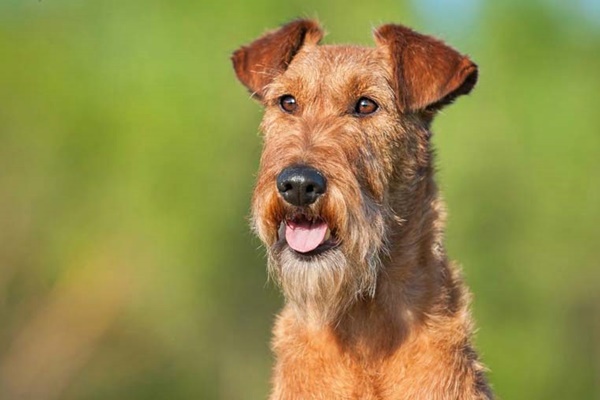 irish terrier