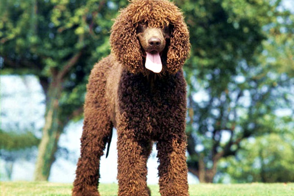 irish water spaniel