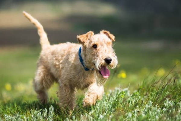 lakeland terrier