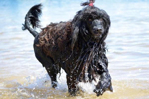 cão de água português