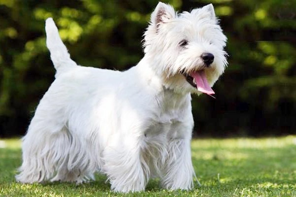 west highland white terrier