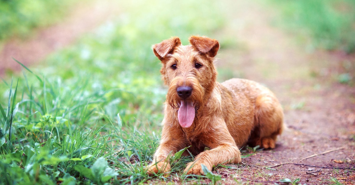Cani ipoallergenici: ecco 13 razze che minimizzano i sintomi