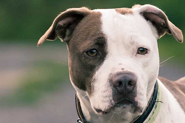 American pitbull terrier cane