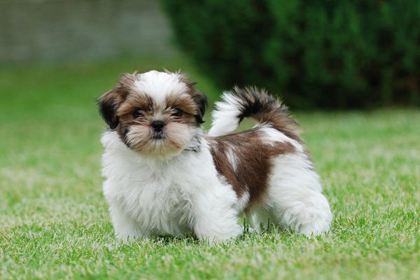 shih tzu cane 