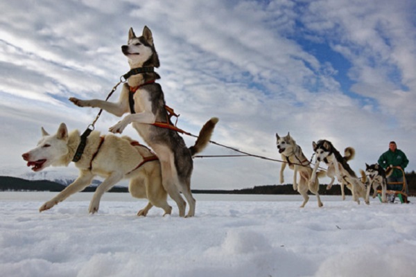 cane husky