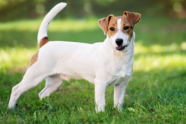 cane jack russell