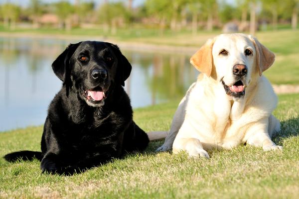 cani labrador