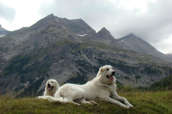 cani in montagna