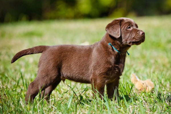 cane marrone