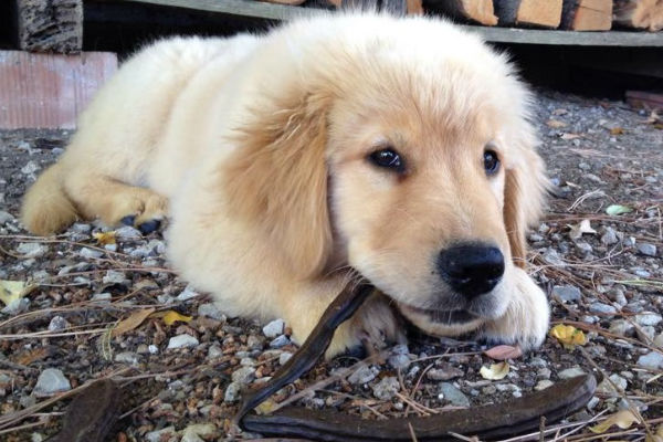 cucciolo di cane testardo