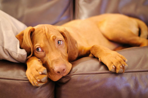cane sul divano