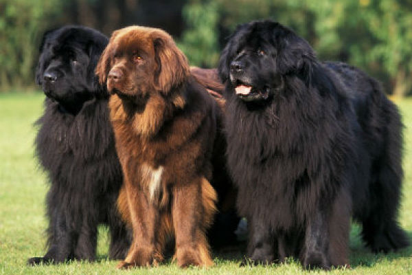tre cani