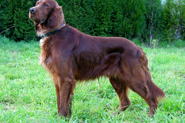 cane grosso