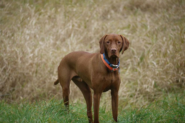 cane che guarda