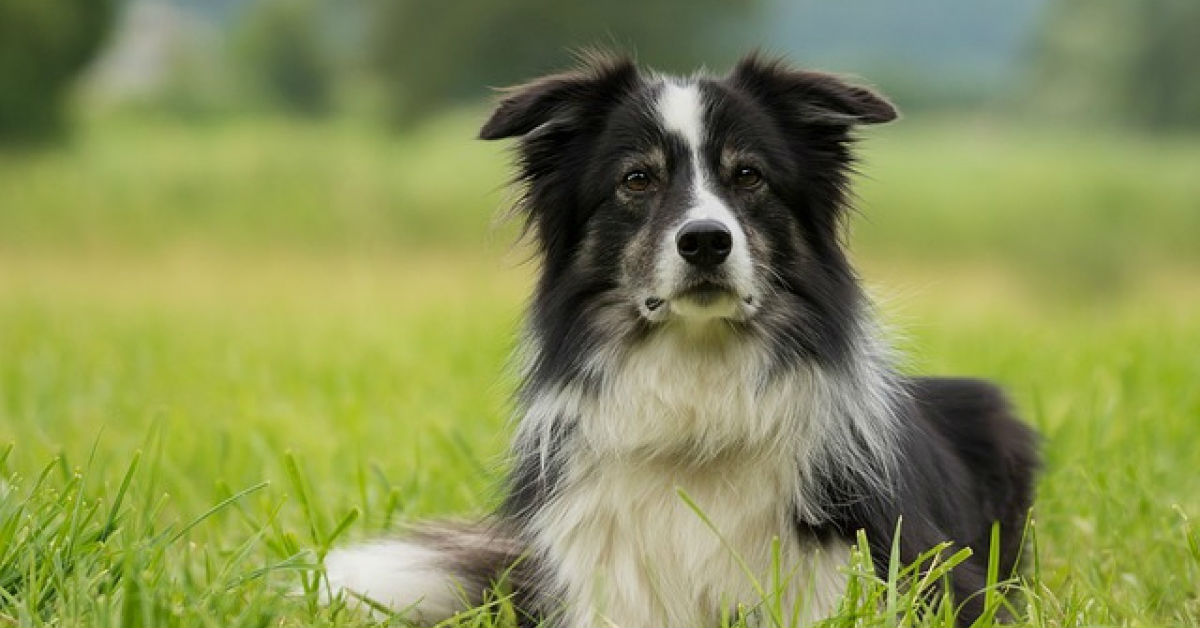 10 razze di cani per chi ama l’avventura: i compagni migliori