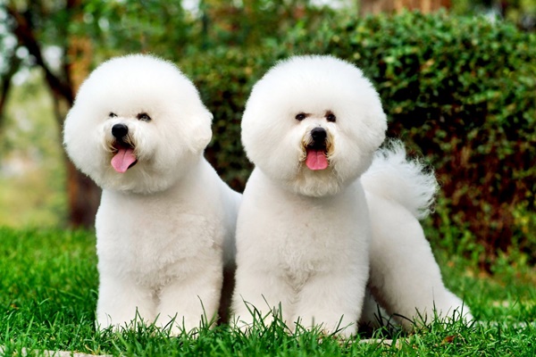 bichon frise