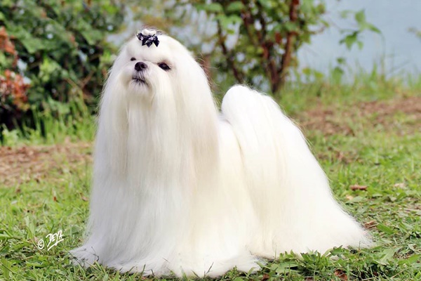 maltese