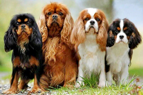 cavalier king charles spaniel