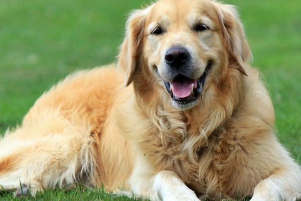 golden retriever