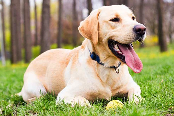 labrador retriever