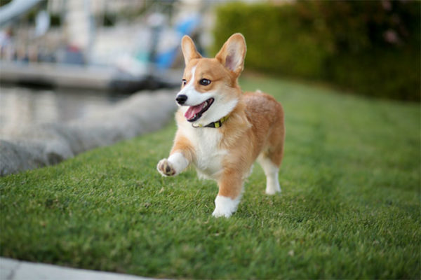 cucciolo di cane con zampe storte