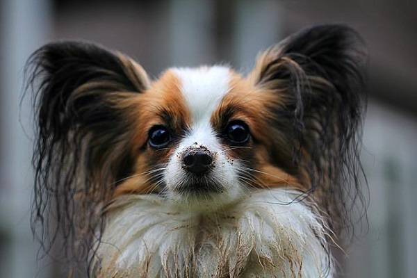 cane papillon