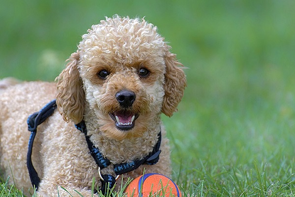 cane barboncino