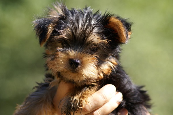Yorkshire terrier cane