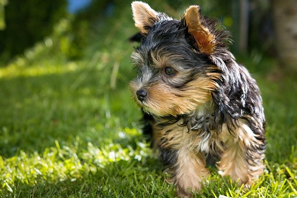 cane Yorkshire terrier