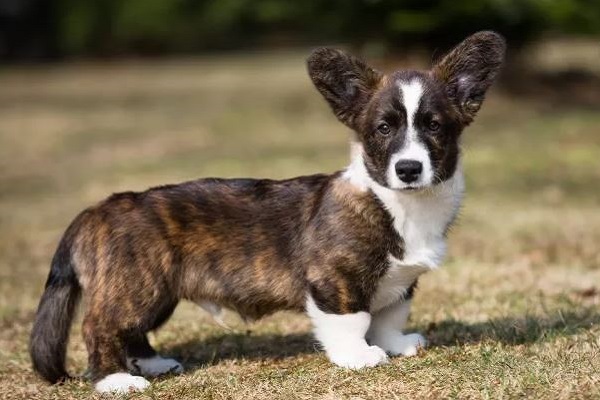 Cardigan welsh corgi cane