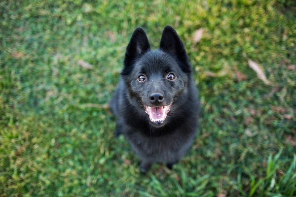 Schipperke cane 